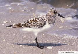 Attēlu rezultāti vaicājumam “Calidris alba adult”
