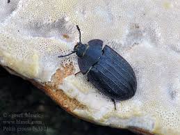 Attēlu rezultāti vaicājumam “Peltis grossa”