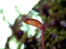 Attēlu rezultāti vaicājumam “Brachytheciastrum velutinum sporophyte”