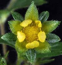 Attēlu rezultāti vaicājumam “Potentilla norvegica”