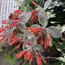 Image result for Sinningia