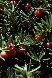 Attēlu rezultāti vaicājumam “Taxus baccata female flower”