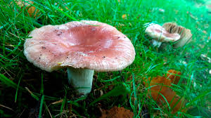 Attēlu rezultāti vaicājumam “Russula vesca”