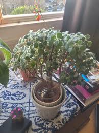 Image result for Aichryson