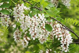 Attēlu rezultāti vaicājumam “Robinia”