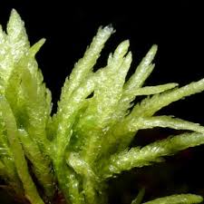 Attēlu rezultāti vaicājumam “Plagiothecium undulatum”