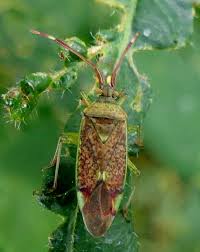 Attēlu rezultāti vaicājumam “Pantilius tunicatus”