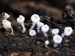 Attēlu rezultāti vaicājumam “Lachnum corticale”