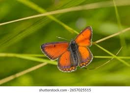 Attēlu rezultāti vaicājumam “Lycaena hippothoe underside”
