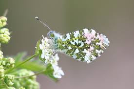 Attēlu rezultāti vaicājumam “Anthocharis cardamines underside”