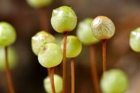 Attēlu rezultāti vaicājumam “Bartramia pomiformis”