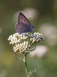 Attēlu rezultāti vaicājumam “Lycaena tityrus male”