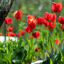 Attēlu rezultāti vaicājumam “Tulipa gesneriana”