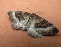 Attēlu rezultāti vaicājumam “Larentia clavaria”