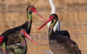 Attēlu rezultāti vaicājumam “Ciconia nigra adult”