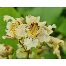 Attēlu rezultāti vaicājumam “Catalpa ovata”