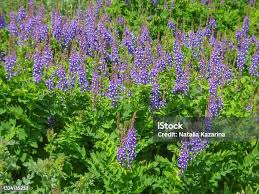 Attēlu rezultāti vaicājumam “Galega orientalis fruit”