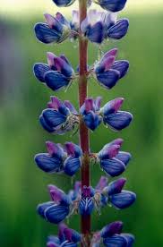Attēlu rezultāti vaicājumam “Lupinus polyphyllus leaf”