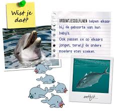Afbeeldingsresultaat voor dolfijnen
