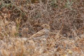 Image result for Calandrella rufescens