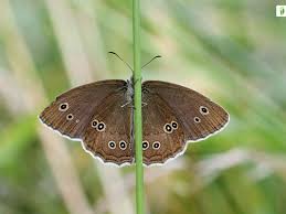 Attēlu rezultāti vaicājumam “Aphantopus hyperantus underside”