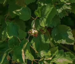 Attēlu rezultāti vaicājumam “Crataegus submollis”