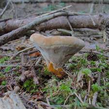 Attēlu rezultāti vaicājumam “Onnia triquetra”