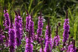 Image result for Blutweiderich