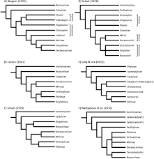 Attēlu rezultāti vaicājumam “Alloeotomus sp.”