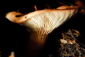 Attēlu rezultāti vaicājumam “Lactarius”