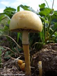 Attēlu rezultāti vaicājumam “Protostropharia alcis”