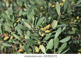 Attēlu rezultāti vaicājumam “Myrica gale fruit”