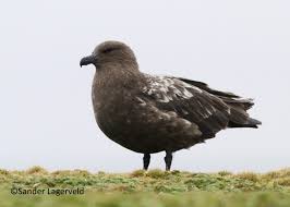 Image result for Stercorarius skua