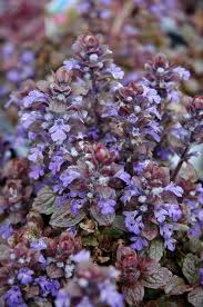 Attēlu rezultāti vaicājumam “Ajuga reptans bud”