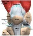 Growing New Cartilage