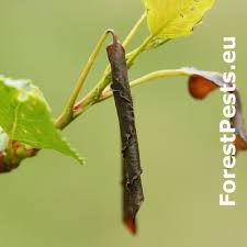 Attēlu rezultāti vaicājumam “Populus x berolinensis leaf”