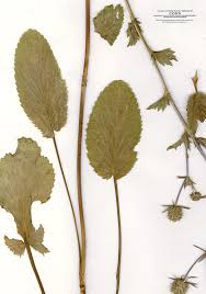 Attēlu rezultāti vaicājumam “Eryngium planum fruit”