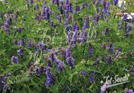 Attēlu rezultāti vaicājumam “Vicia cracca”