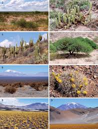 Attēlu rezultāti vaicājumam “Stemonaria irregularis”