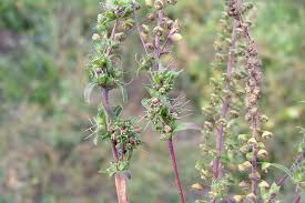 Attēlu rezultāti vaicājumam “Ambrosia artemisiifolia fruit”