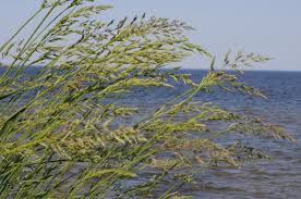 Attēlu rezultāti vaicājumam “Phalaroides arundinacea fruit”