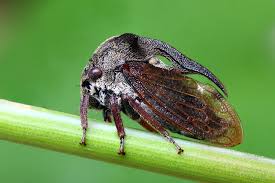 Attēlu rezultāti vaicājumam “Centrotus cornutus”