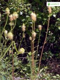 Attēlu rezultāti vaicājumam “Phyteuma spicatum bud”
