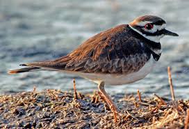 Image result for Charadrius vociferus