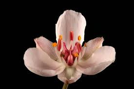Attēlu rezultāti vaicājumam “Butomaceae”