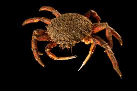 Image result for Maja brachydactyla