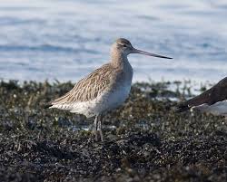 Attēlu rezultāti vaicājumam “Limosa lapponica”