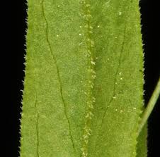 Attēlu rezultāti vaicājumam “Moehringia lateriflora leaf”