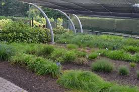 Attēlu rezultāti vaicājumam “Carex x bakkeriana”