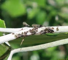 Attēlu rezultāti vaicājumam “Chaitophorus populeti”